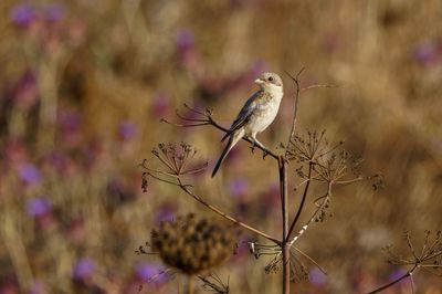 Woodchat Shrike