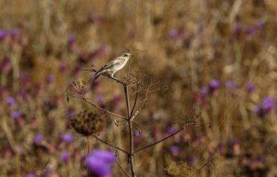 Woodchat Shrike