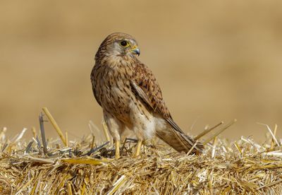 Common Kestrel
