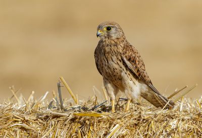 Common Kestrel
