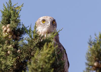 Short Toed Eagle
