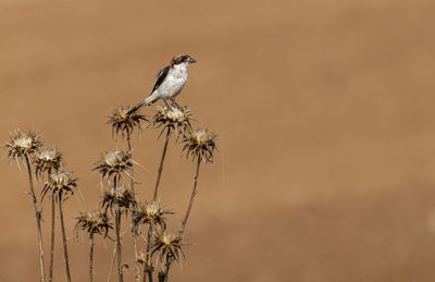 Woodchat Shrike