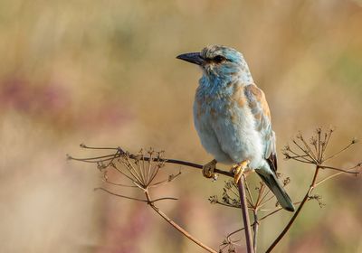 Roller (European)