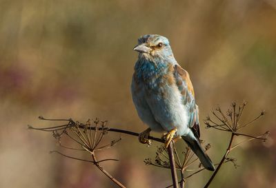 Roller (European)
