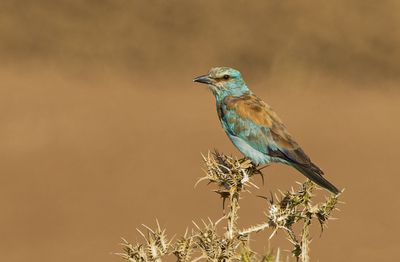 Roller (European)