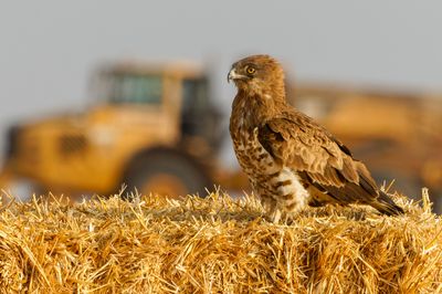Short Toed Eagle