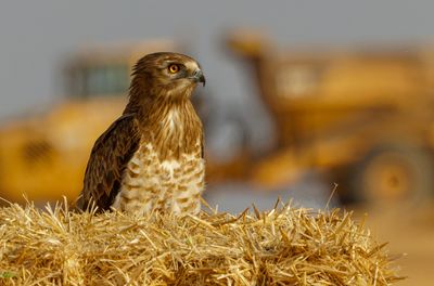 Short Toed Eagle