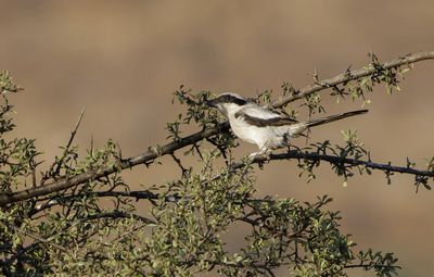 Great-gray Shrike