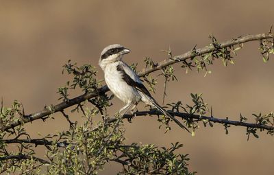 Great-gray Shrike
