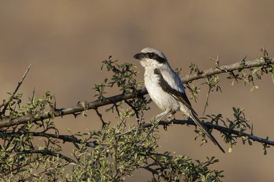 Great-gray Shrike     חנקן דרומי(גדול)