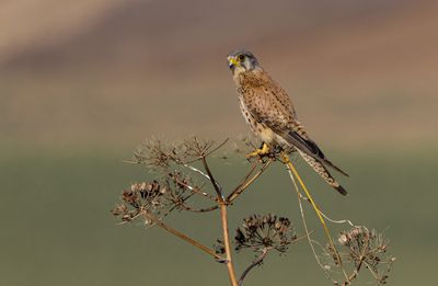Common Kestrel