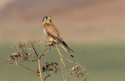 Common Kestrel
