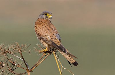 Common Kestrel