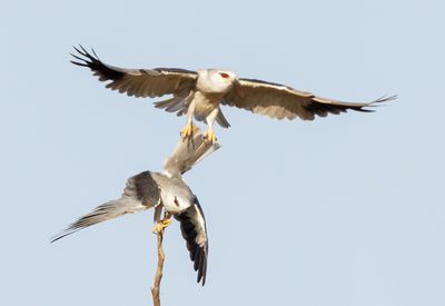 Black-winged kite