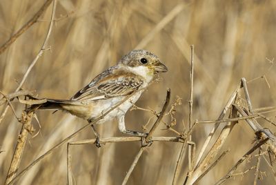 Woodchat Shrike