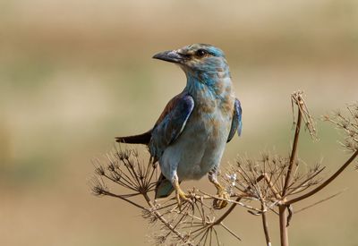 Roller (European)