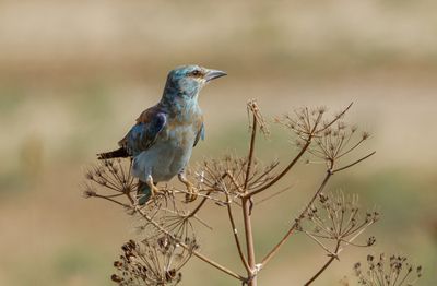 Roller (European)