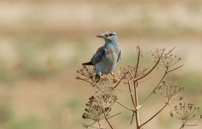 Roller (European)