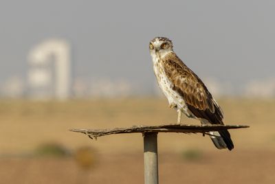 Short Toed Eagle