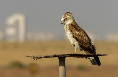 Short Toed Eagle