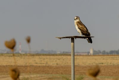 Short Toed Eagle