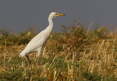 Cattle egret