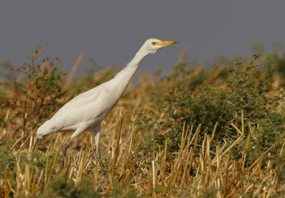 Cattle egret