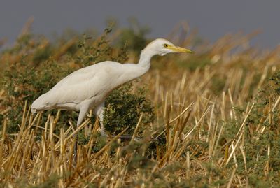 Cattle egret