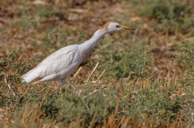 Cattle egret 2024