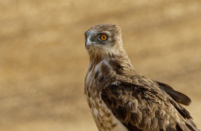 Short Toed Eagle