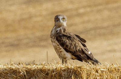 Short Toed Eagle