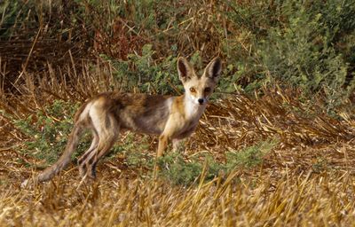 Red Fox שועל מצוי