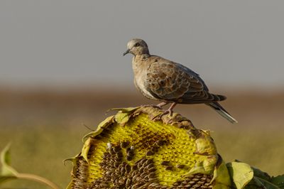 Turtle Dove