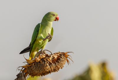 Rose-ringed Parakeet