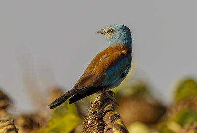 Roller (European)