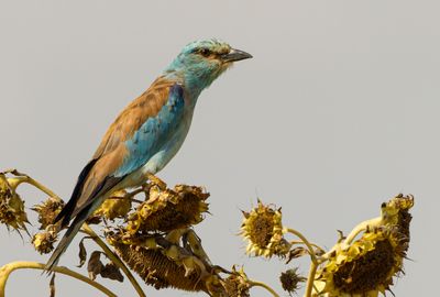 Roller (European)