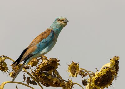 Roller (European)
