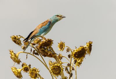 Roller (European)