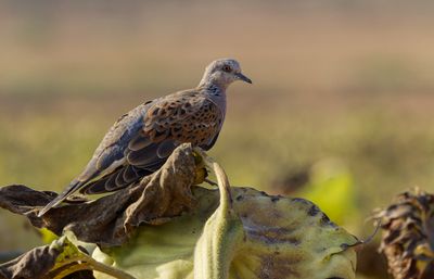 Turtle Dove
