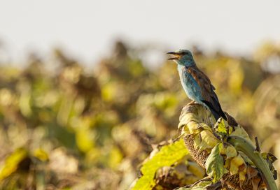 Roller (European)