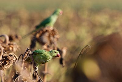 Rose-ringed Parakeet