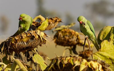 Rose-ringed Parakeet