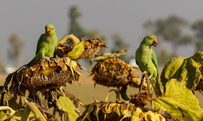 Rose-ringed Parakeet