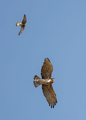 Short Toed Eagle