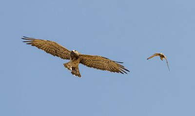 Short Toed Eagle