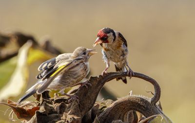 Goldfinch