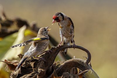 Goldfinch