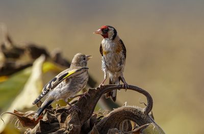 Goldfinch