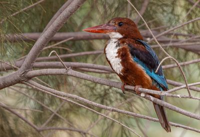White throated Kingfisher