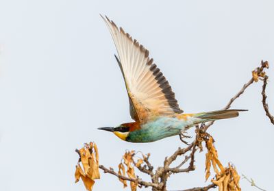 Bee Eater